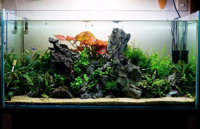 Natuurlijke decoratieve draken - Aquasoil Substrate recensie en prijs