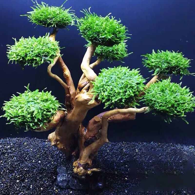 Aquarium groenheid houten fram - Planted Aquarium With Driftwood recensie en prijs