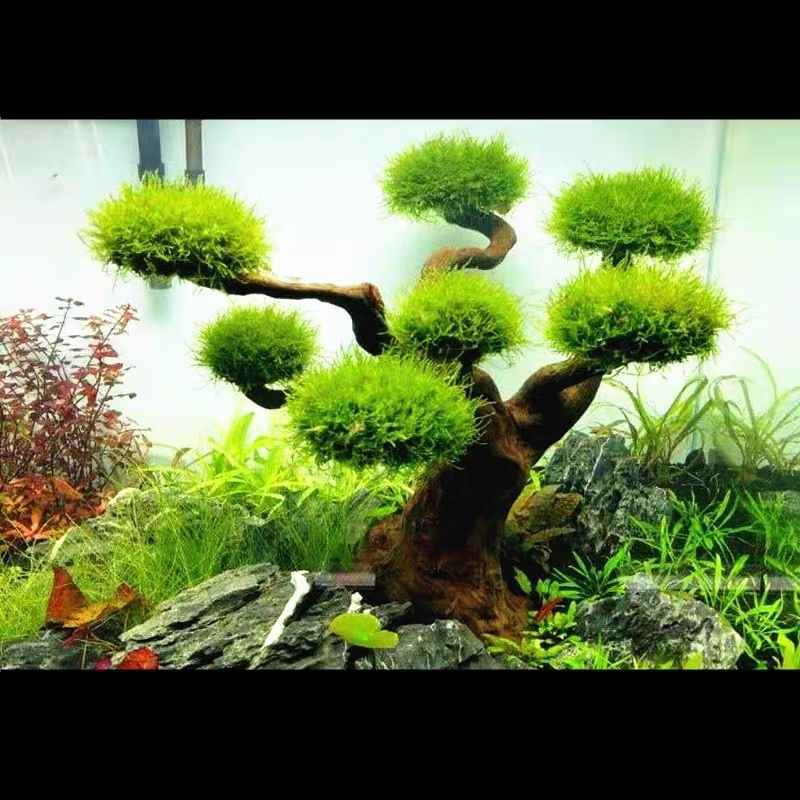 Aquarium Decoratie Mos Drijfho - Planted Aquarium With Driftwood recensie en prijs