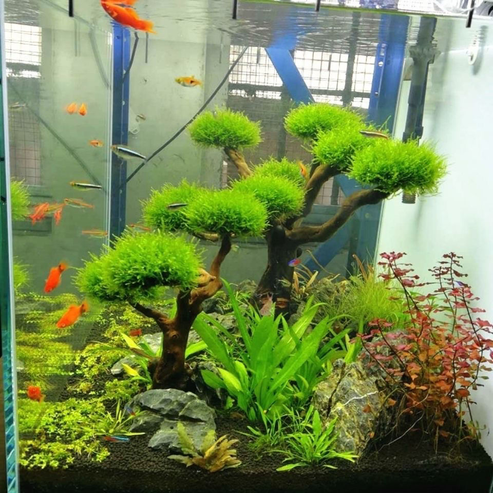 Aquarium Decoratie Mos Drijfho - Planted Aquarium With Driftwood recensie en prijs